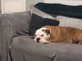 Female Bull dog