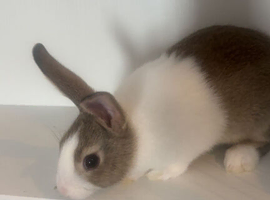 Baby buck dutch bunny for rehoming