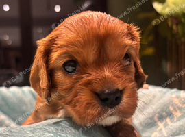 KC Reg Ruby Cavaliers