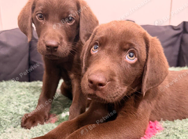 2 LEFT BEAUTIFUL KC REGISTERED CHOCOLATE LABRADORS