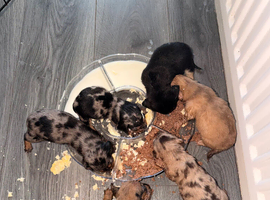 Gorgeous Miniature Dachshund Puppies