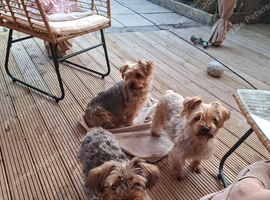 Yorkie puppy