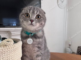 Female Scottish fold kitten