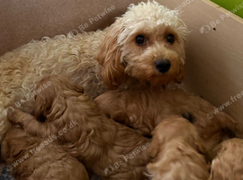 Cavapoo puppies