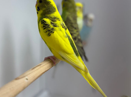 Budgies