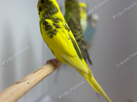 Budgies