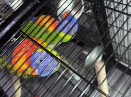 2 lovely rainbow lorikeets and cadge