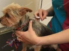 &pound;10 microchipping for all cats and dogs