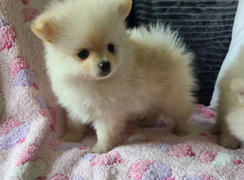 Pomeranian puppies ready now