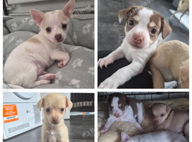 3 beautiful chihuahua puppys