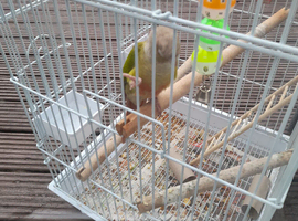 Pineapple conure