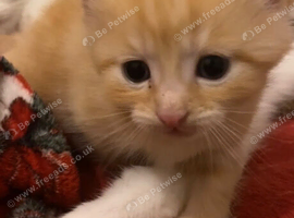 kittens for sale.