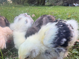 Free chicks pekin bantam