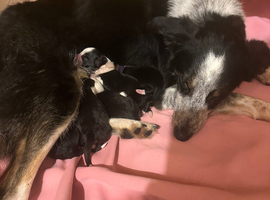 Border collies