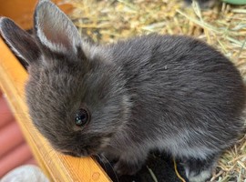 Seal marten Netherland dwarf
