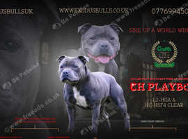Sire of the WORLD WINNER PUPPY DOG 2024