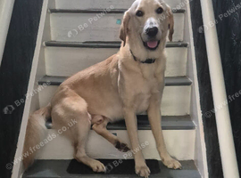 Labrador