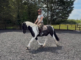 Native coloured cob