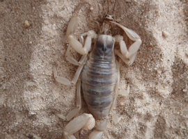 Desert hairy scorpion