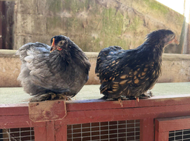 Gorgeous POL pekin hens