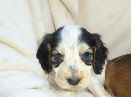 Beautiful Cocker Spaniel Puppies