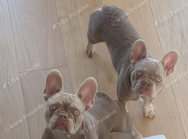 8 month old KC registered French bulldogs pups for sale.