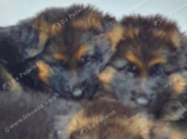 German Shepherd Puppies