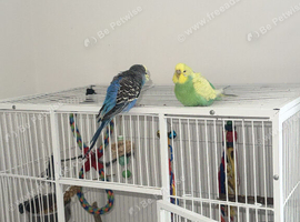2 budgies