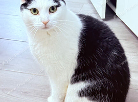 white and black longhair that needs rehousing!
