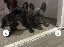 Girl Frenchie