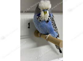 Budgies for sale