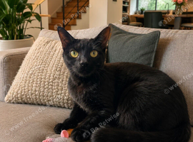 Adult female cat available