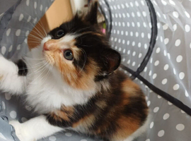 Black and white - boy  tortoise shell - female.           Black -   male.