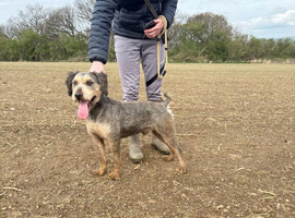 Wheaton terrier