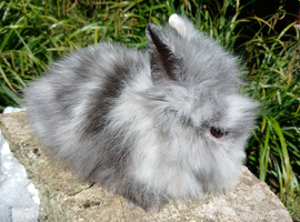 Stunning DM Lionhead baby rabbits