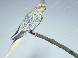 Pearl Cockatiels