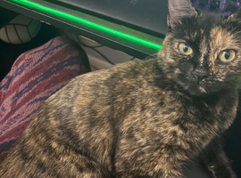 Cat for sale
