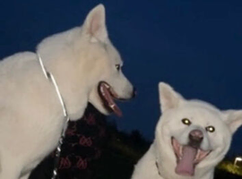 Japanese Akita Inu breeding pair