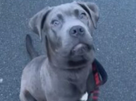 Cane Corso, Male