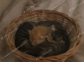 Kittens available for sale