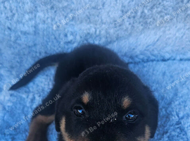 Loving 10week old boy looking for hes forever home and loving family