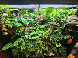 Selling pure breed mourning geckos - Loughborough