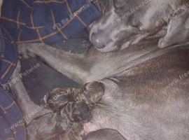 Cane corso x staffs
