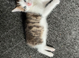 1 kitten left female !!