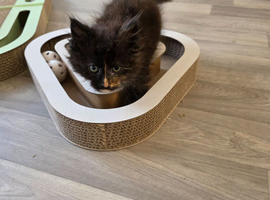 Russian maincoon female kitten