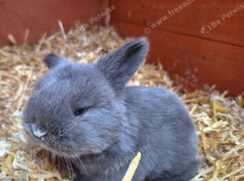 Beautiful blue plush mini lion lop