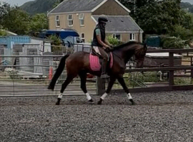 14.1 Riding Pony Gelding