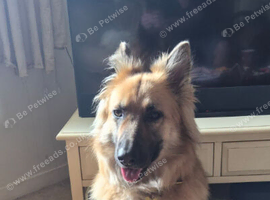 German Shepherd