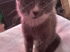 Kitten