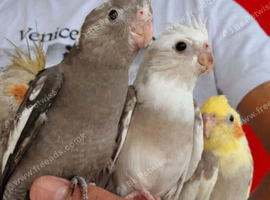 Super silly hand tamed baby cockatiels